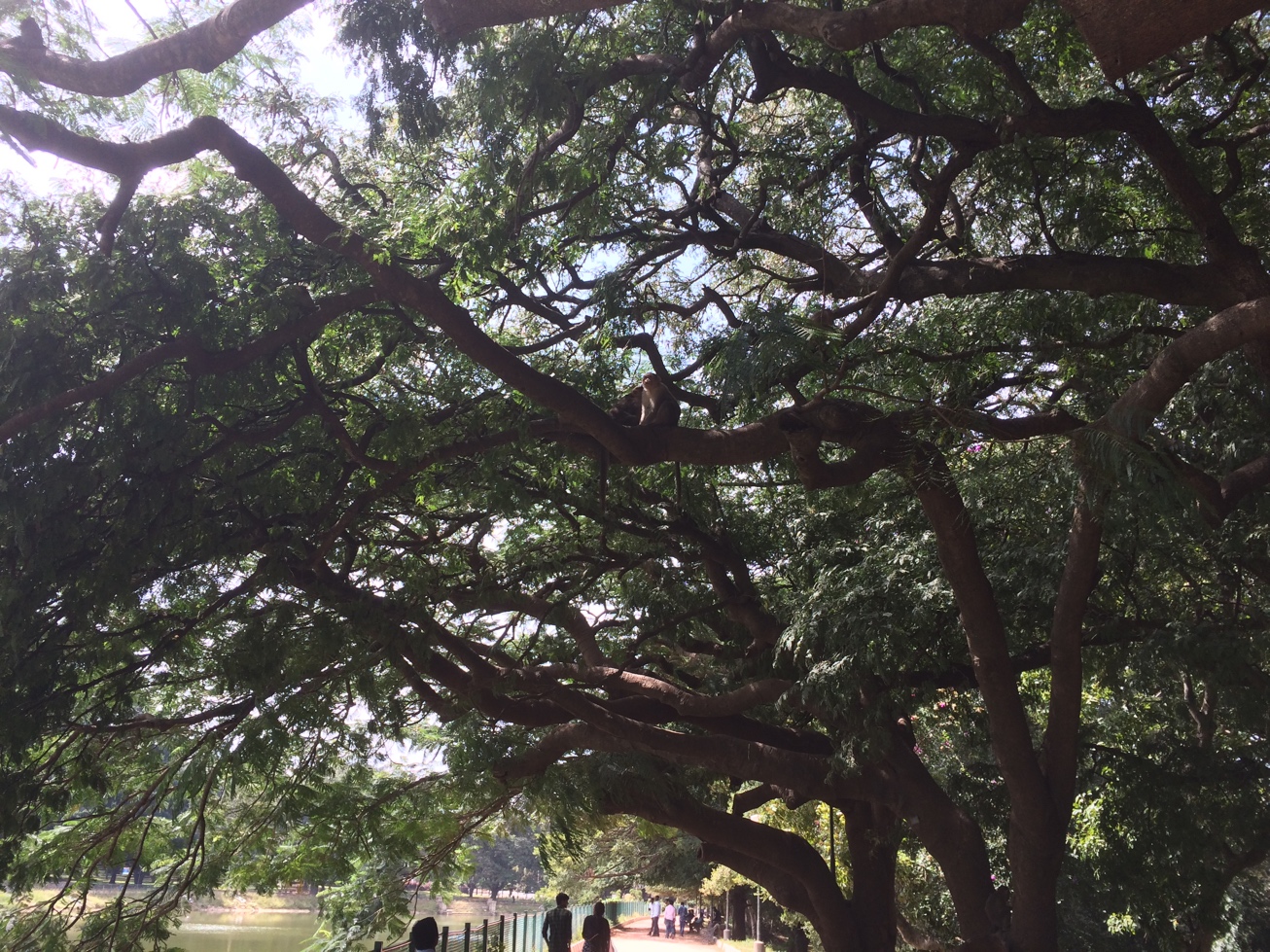 Bangalore, Lal Bagh, monkeys